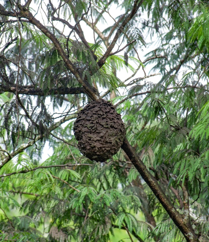 Nid de frelons suspendu dans un arbre nécessitant une intervention spécialisée