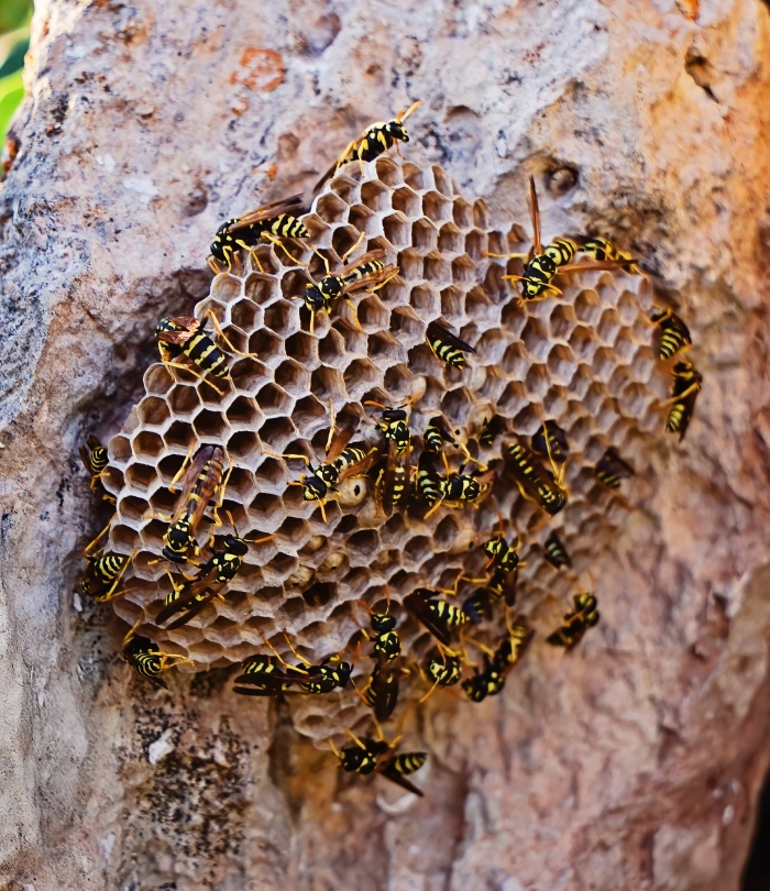 Destruction d’un nid de frelons actif avec plusieurs frelons visibles sur la structure du nid