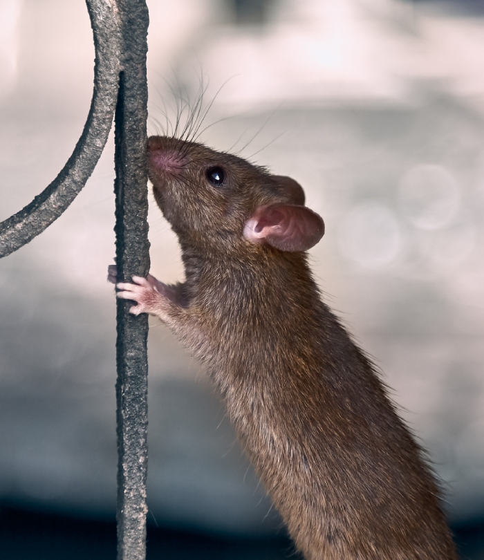 Rat repéré dans un espace intérieur nécessitant une intervention de dératisation